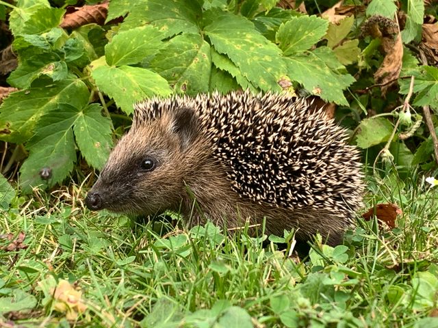 Für Artenvielfalt und Tierschutz: Igel und co. sind doch wichtig!